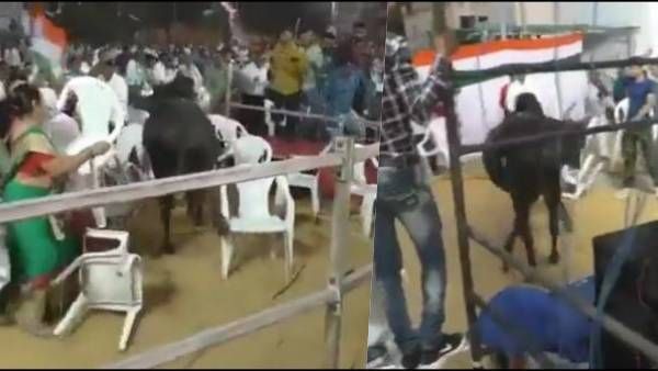 குஜராத் காங். கூட்டத்தில் சீறிய காளை! பதறி ஓடிய தொண்டர்கள்! அவிழ்த்துவிட்டு வேடிக்கை பார்த்த பாஜக?