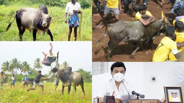 சீறி வருமா காளைகள்..திறக்குமா வாடி வாசல்? தடை கேட்கும் ‘பீட்டா’! முதல்வர் ஸ்டாலின் அவசர ஆலோசனை!