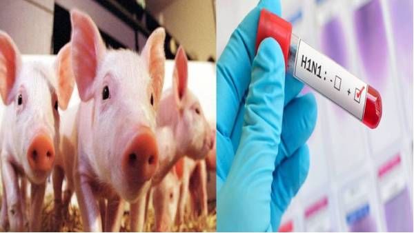 வேற வழியே இல்லை.. கொன்னு எரிச்சுருவோம்! திடீர் முடிவெடுத்த கேரளா அரசு! என்ன காரணம் தெரியுமா?