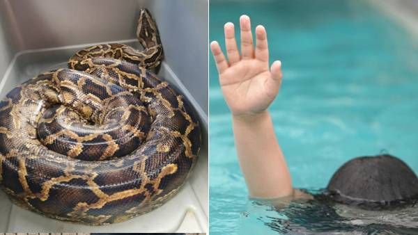 5 வயது குட்டி பையன்.. நீச்சல் குளத்தில் இழுத்து சென்ற மலைப்பாம்பு! அடுத்தநொடி சீனுக்குள் வந்த தாத்தா
