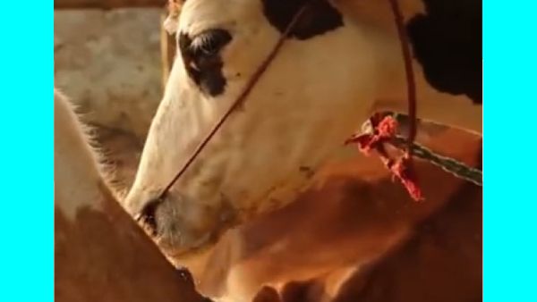 திண்டுக்கல்லில் ஆச்சரியம்.. பெருமாள் வீட்டில்.. 24 மணி நேரமும் 