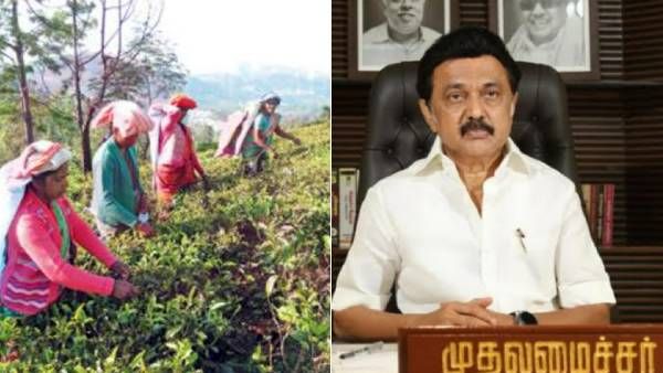 ஓய்வுபெற்ற தேயிலை தோட்ட தொழிலாளர்களுக்கு உடனே வீடுகள் ஒதுக்கீடு - முதல்வர் ஸ்டாலின் அதிரடி உத்தரவு!