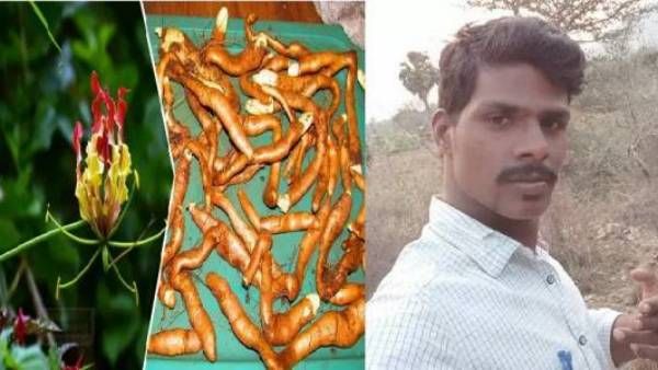 உடல் மினுமினுக்க வேண்டுமா.. வாட்ஸ் அப் தகவலை நம்பி.. செங்காந்தள் கிழங்கை சாப்பிட்ட இளைஞர் பலி!