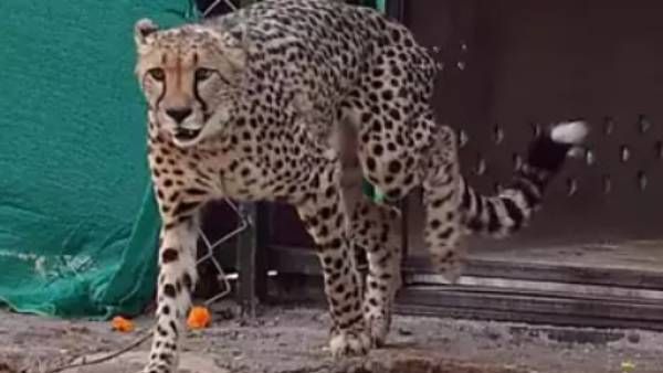 நமீபியாவில் இருந்த வந்தது கர்ப்பிணி சிறுத்தை.. அழுத்தத்தால் கரு கலைந்தது! பகீர் தகவல்! நடந்தது என்ன