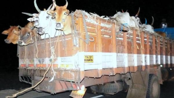 போலீஸ் இல்லாத செக் போஸ்ட்.. வசூலில் குதித்த 'பசு காவலர்கள்'.. பாதிக்கப்படும் தமிழக வியாபாரிகள்! ஷாக்