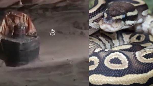 அனகோண்டாவை விட பெருசாம்.. அம்மாடி.. கோயிலில் 40 அடி மலைப்பாம்பு.. ரிஷியின் உருவமாக வழிபடும் மக்கள்