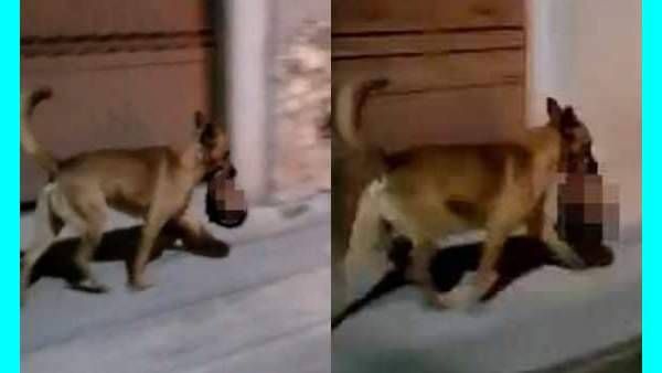 ஹய்யோ பயங்கரம்.. ஆஸ்பத்திரி வாசலிலேயே சுற்றி சுற்றி வந்த நாய்.. 8 மாத கருவாம்.. நடுங்கிய ராஜஸ்தான்