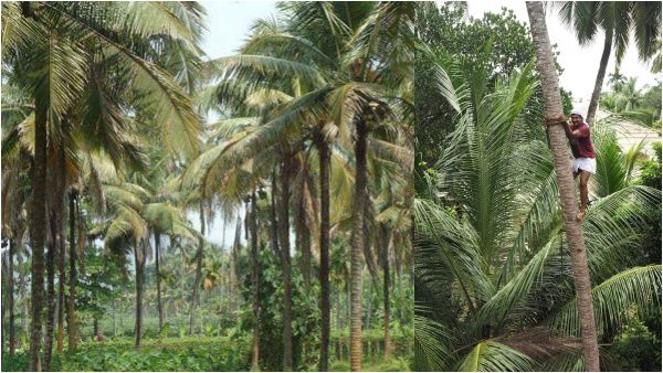 தென்னை விவசாயிகள் -தென்னை மரம் ஏறுவோர் கவனத்திற்கு! வேளாண்மைத் துறை விடுத்துள்ள முக்கிய அறிவிப்பு!