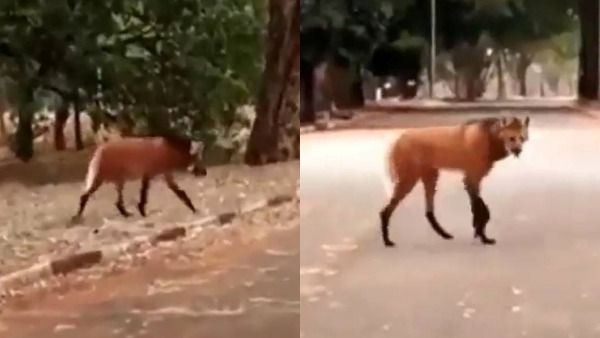 ஆ.. என்ன இது? மானும் அல்ல.. ஓநாயும் அல்ல.. அமெரிக்காவை அலறவிட்ட விசித்திர மிருகம்!