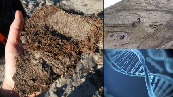 20 லட்சம் வருடம்! கண்டுபிடிக்கப்பட்ட உலகின் மிக பழமையான டிஎன்ஏ.. டைனோசர் கிட்ட நெருங்கிவிட்டோமா?