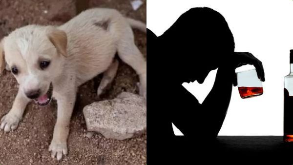 சைட் டிஷ் இல்லை.. நாய் குட்டிகளின் காதையும், வாலையும் அறுத்து சாப்பிட்ட 'கொடூரன்'.. 'பரபர' சம்பவம்