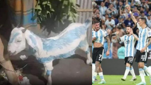 என்னயா பண்ணி வச்சிருக்கீங்க.. நான் தான் உங்களுக்கு கிடைச்சனா? இணையத்தில் பரவும் ’அர்ஜென்டினா' ஆடு!