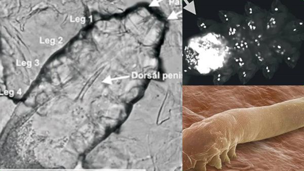 மனிதர்களின் முகத்தில் வாழ்ந்து.. இரவு நேரத்தில் 