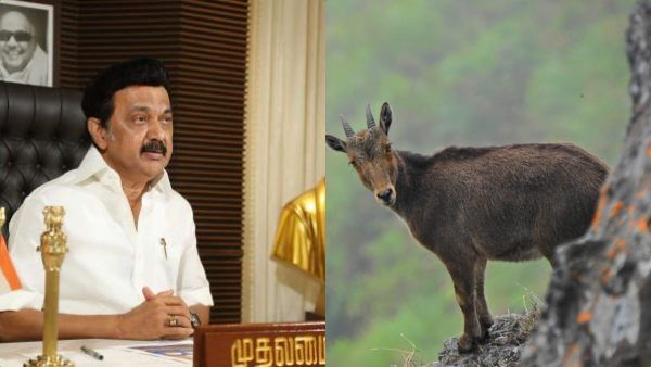 நீலகிரி வரையாடு இனத்தை பாதுகாக்க முதல்வர் தனிக்கவனம்! நாட்டிலேயே முதல்முறையாக அசத்தல் அறிவிப்பு!