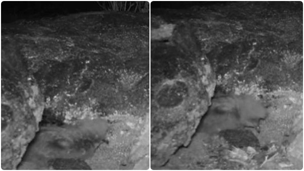 அரிய வகை பறவை.. அழியவில்லை.. ஆஹா மீண்டும் கண்ணெதிரே தோன்றினாள்! ஆய்வாளர்கள் மகிழ்ச்சி