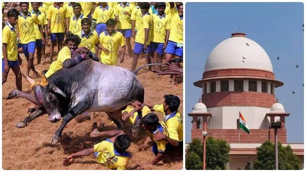 ஜல்லிக்கட்டுக்கு தடை கோரும் பீட்டா வழக்கு- வாதங்கள் நிறைவு- தீர்ப்பு தேதி குறிப்பிடாமல் ஒத்திவைப்பு