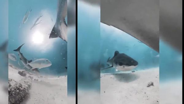 கிட்ட நெருங்கி வந்து பட்டுனு கேமராவை விழுங்கிய சுறா.. லைவாக தெரிந்த உடல் பாகங்கள்! நடுக்கடலில் ஷாக்!