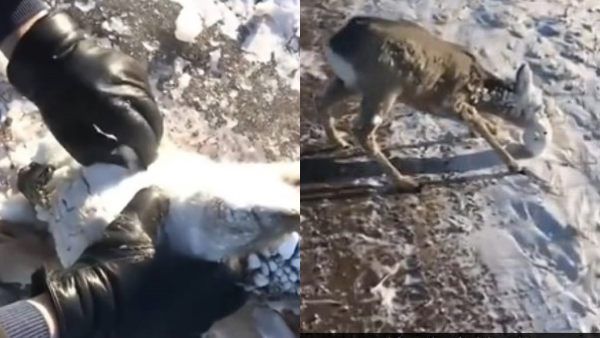 அட பாவமே.. பனியில் சிக்கி உயிரோடு உறைந்துபோன மான்.. குளிரில் நடுங்கும் அமெரிக்கா