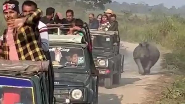 அடே! ஓடுனா மட்டும் விட்ருவோமா.. 3 கி.மீ. விரட்டியடித்த காண்டாமிருகம்.. மிரண்டுபோன சுற்றுலாப்பயணிகள்!