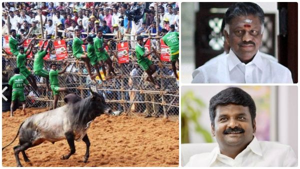 கைகோர்த்த விஜயபாஸ்கர், ஓபிஎஸ்.. ஜல்லிக்கட்டு வழக்கில் பரபர வாதம்! சுப்ரீம் கோர்ட் சரமாரி கேள்வி!