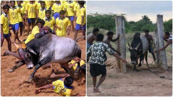 நெருங்கும் ஜல்லிக்கட்டு! ரெடியாக இருங்க மக்களே! காளைகளும் காளையர்களும் எப்படி தயாராவர்கள் தெரியுமா?