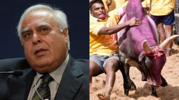 நாட்டுமாடு இனமே அழியும்.. பீட்டாவிற்கு சரமாரி பதிலடி தந்த கபில் சிபல்.. ஜல்லிகட்டு வழக்கில் சுளீர்