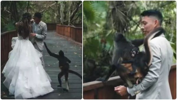 என்னையும் போட்டோ எடுங்க..புதுமண தம்பதியின் போட்டோஷூட்டில் குட்டி சேட்டை செய்த குரங்கு..க்யூட் வீடியோ