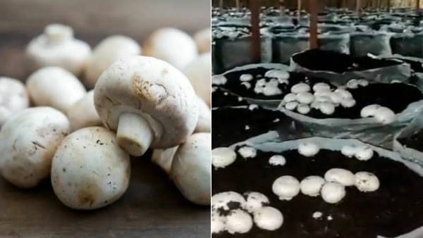 ஆண்டுக்கு ரூ.20 லட்சம் லாபம்! காளான் வளர்ப்பில் அசத்துவது எப்படி? தமிழகத்தில் என்னென்ன வாய்ப்புகள்?