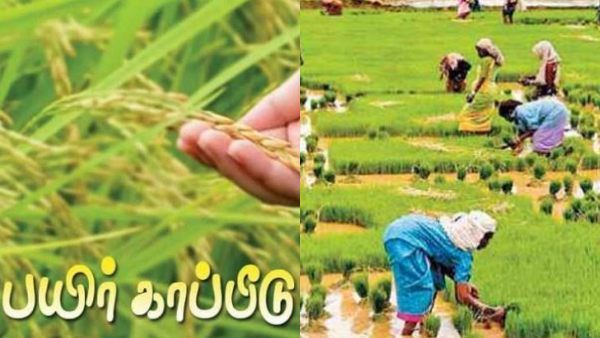 மிஸ் பண்ணிடாதீங்க விவசாயிகளே.. அப்புறம் வருத்தப்படுவீங்க.. பயிர் காப்பீடு செய்ய சிறப்பு கால அவகாசம்!