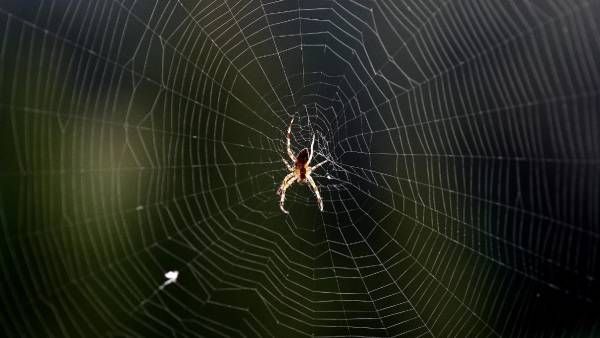 இல்லத்தரசிகளே ரெடியா? ஒட்டடை, சிலந்தி வலையின்றி வீட்டை காப்பது எப்படி? இதோ எளிய முறை.. அசத்துங்க