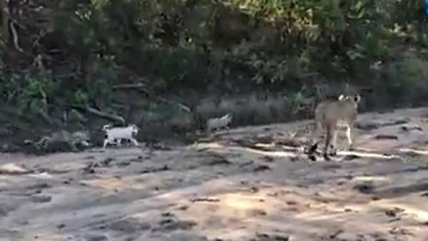 இது என்ன வெள்ளை வெளேரென? ஆஆ.. உற்றுப்பார்த்தால் ஷாக்.. சமூக வலைத்தளத்தை உலுக்கிய குட்டி விலங்கு!