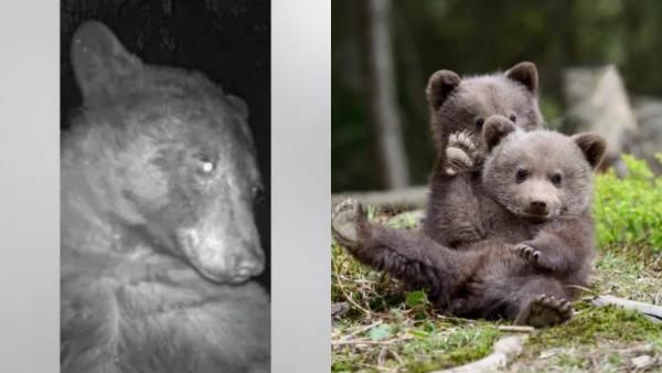 செல்ஃபி புள்ளை! மலை பூங்காவின் 