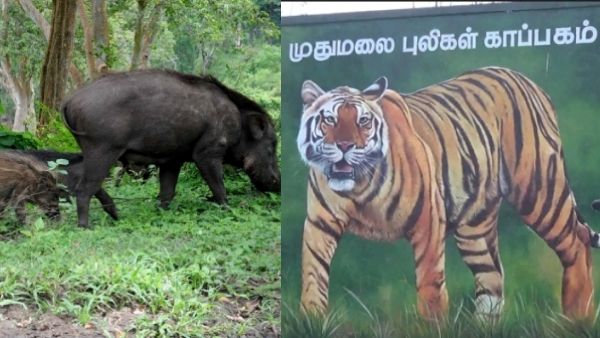 30 பன்றி பலி.. முதுமலை புலிகள் காப்பகத்தில் பரவிய ஆப்ரிக்க பன்றி காய்ச்சல்.. மனிதர்களை தாக்குமா?