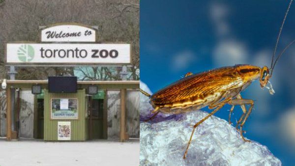 உங்க எக்ஸ் மேல கோபமா? காதலர் தினத்தில் கரப்பான்களுக்கு பெயரிட.. மிருகக்காட்சி சாலை அழைப்பு!