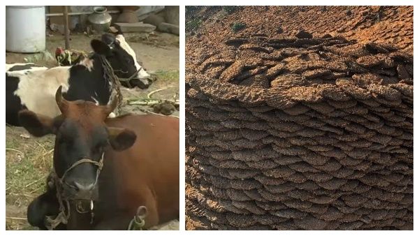 இது அறிவியல்பூர்வமானது.. கதிர்வீச்சையே பசுமாட்டு சாணம் தடுக்கும்..குஜராத் நீதிமன்ற நீதிபதி கருத்து