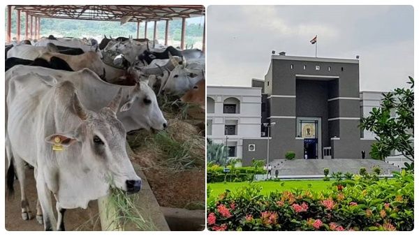 ‛‛கோமியம்’’ தீராத நோய்களுக்கு தீர்வு தரும்.. பசுவதை வழக்கில் குஜராத் நீதிபதி கருத்து.. முழுவிபரம்