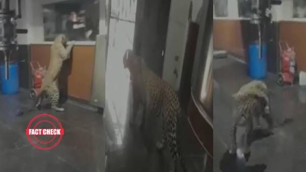 Fact Check சபரிமலையில் அரவணை பாயாசம் தயாரிக்கும் ஆலையில் நுழைந்ததா சிறுத்தை?