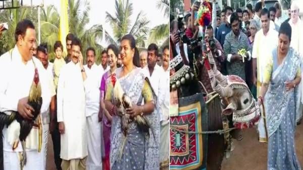 மா கோலம் போட்ட ரோஜா..மகரசங்கராந்தி விழாவில் சுவாரஸ்யம்..சேவல் சண்டையும் விறுவிறு