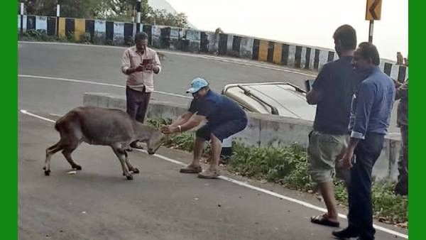 ரொம்ப சாது.. கூச்ச சுபாவம் வேற.. வரையாட்டின் கொம்பை பிடித்து.. 2 பேரை தட்டி தூக்கிய வால்பாறை போலீஸ்
