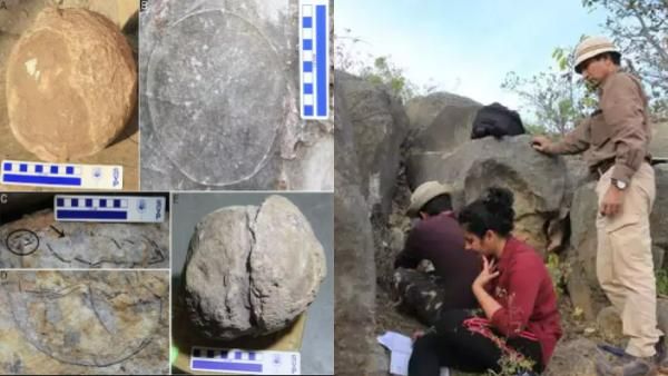 மத்தியப் பிரதேசத்தில் கண்டுபிடிக்கப்பட்ட டைனோசர் முட்டைகள்! ஆய்வில் ஏற்பட்ட உள்ள புதிய திருப்பம்