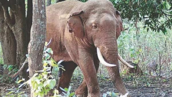 யார் கண்ணு பட்டுச்சோ.. பொம்மன் - பெள்ளியிடம் வளர்ந்த யானைக்குட்டி உயிரிழப்பு.. சோகத்தில் முதுமலை