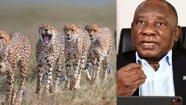 இந்தியாவில் பாயப்போகும் தென் ஆப்பிரிக்க சிறுத்தைகள்.. வன விருந்தாளிகளை அனுப்ப சிரில் ரமபோசா ஒப்புதல்