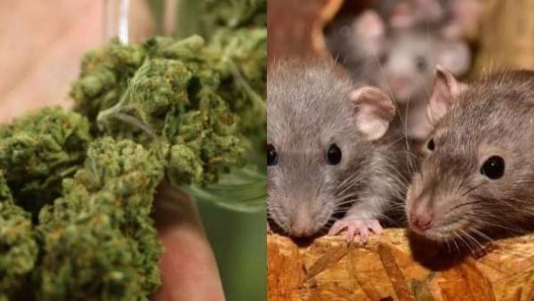 எலிக்கு என்ன திமிர் பாருங்க.. 19 கிலோ கஞ்சாவை தின்றுவிட்டதாம்.. சென்னை போலீஸ் பதிலால் நீதிபதி ஷாக்