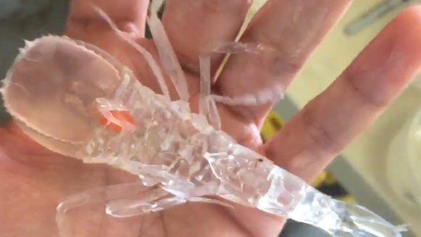 ஆழ்கடலில் ஒரு விசித்திர உயிரினம்.. உடல் முழுவதும் கண்ணாடியை மாதிரி.. என்ன இது? விஞ்ஞானிகள் 'ஷாக்'