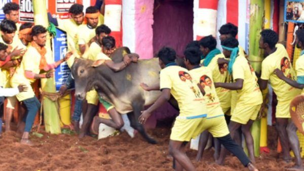 தொட்டுப்பாரு! காளையர்களை பந்தாடிய காளைகள்.. கரூர் ஆர்டி மலை ஜல்லிக்கட்டில் விறுவிறுப்பு! பரபரப்பு