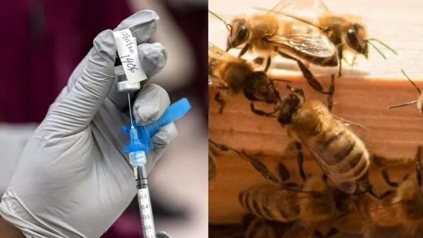 'திருப்பு முனை' வரலாற்றில் முதல் முறையாக தேனீக்களுக்கு வேக்‌ஷின்..ரொம்பவே முக்கியமாம்..ஏன் தெரியுமா?
