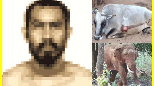 ஈரக்குலையே நடுங்கிடுச்சே.. பசுமாட்டின் குடலை கிழித்த 