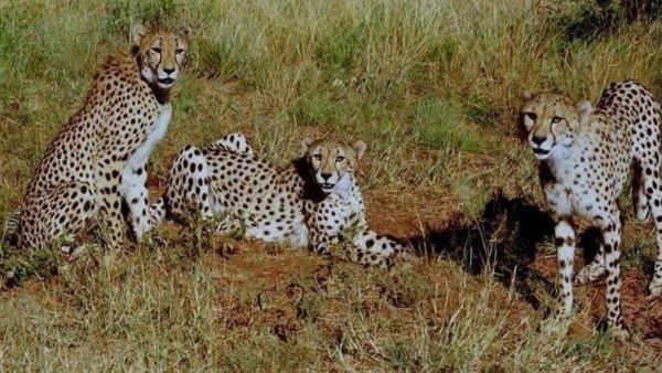 ஆசிய சிறுத்தையை தவிர்த்து ஆப்பிரிக்க சிறுத்தைகள் கொண்டு வரப்பட்டது ஏன்? ஆய்வாளர்கள் விளக்கம்