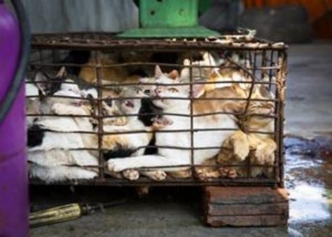 கறிக்கடையில் திடீர்னு நுழைந்து.. பிரிட்ஜை திறந்த ஆபீசர்ஸ்.. ஐயோ 'பூனைக்கறி'.. அதுவும் எவ்ளோ தெரியுமா