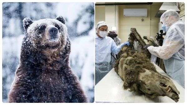 ஏசு காலத்திற்கும் முந்தையது.. 3500 ஆண்டுகள் பழமையான கரடி! உறைந்துபோன ஆய்வாளர்கள்! இது எப்படி